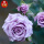 紫皇后/一盆3-5棵，月月开，带花