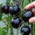 黑珍珠秧苗6颗（赠肥）