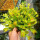 绿色大捕蝇草(整体6-8厘米)