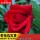 红玫瑰/一盆3-5棵，月月开，带花