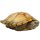 10-11厘米黄色宠物龟