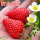 奶油草莓(5颗)
