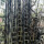 25米长竹梯发物流