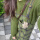 套装绿色毛衣+绿色背带裙