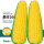 美珍206玉米种子 50g/袋