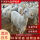 澳洲白羊 详询客服  养殖资料