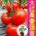 大红硬果番茄苗6棵+10g肥