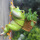 青蛙背篓（叶子麻绳挂钩）不含植