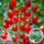 千禧圣女果番茄苗 24棵