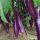紫长茄子苗(+有机肥)