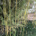 金镶玉竹苗1.6米高10棵