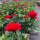 究-红玫瑰(一盆3-5棵