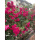 红蔷薇 1.5-1.6米多分支花量大