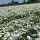 白色波斯菊种子1斤
