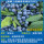 大苗精品蓝莓绿宝石盆栽60-70cm