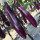 紫长茄1包约300粒