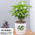 茉莉花10-15棵+绿叶陶瓷盆