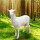 单款母山羊高1.1m*长1.1m