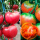 大粉番茄+草莓柿子苗各12棵 +1包