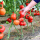 红果番茄苗 24棵 大红番茄