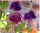 白紫/D12重瓣大花