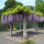 紫藤花 2.5厘米粗 高1.2-1.5米