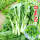 白菜苔苗12棵 收藏店铺宋肥