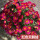 玛格丽特 红色天鹅绒1盆带花