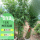 （丛生）40棵凤尾竹高1.5-1.7m