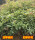 四季桂花30-40厘米100棵