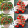 红矮生番茄苗3棵+甜心8号苗3棵