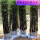 紫竹2.3-3cm粗3颗