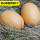 褐色鸡蛋5个(实心木质)
