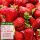 久香草莓苗（加仑盆栽种好） 2盆