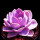 紫珍珠3颗（4-6cm）