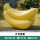 大香蕉/长108cm