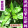 新鲜紫蓝草染2.5斤米(包紫)+蒸布