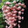 垂丝海棠嫩粉色100粒+1包肥料