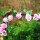 11朵玫瑰花藤粉色