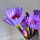【划算】紫色睡莲20支