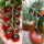 小黑番茄/草莓番茄苗各6棵