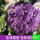 紫花菜种子【原装2包】 约200粒