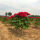 中国红10年苗高1米粗2.6cm以上_带土球打木架