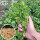山东大叶香菜种子30g+1袋有机肥