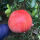 罗红柚2年苗