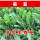 菊苣种子1斤