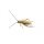 针头白蟋蟀0.5-0.8cm 500只
