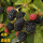 树莓 黑树莓双季 当年结果