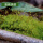 15X8cm日本梨蒴珠藓一盒