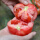 老品种番茄6棵